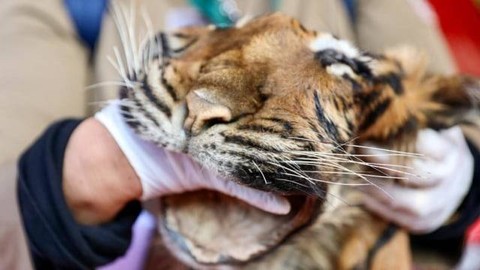 Kulit harimau hasil sitaan polisi. Foto: Suparta/acehkini