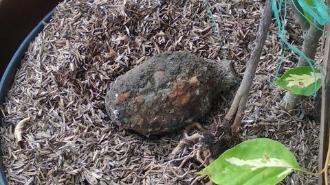 Bom granat peninggalan Belanda ditemukan di Taman Surya,Ketabang, Kecamatan Genteng, Surabaya oleh tukang gali tanah saat merenovasi taman, Sabtu (7/1/2023). Foto: Dok. Istimewa