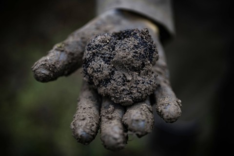 Pemburu truffle Prancis Anne-Marie Pouzergues menunjukkan truffle Prancis yang baru ditemukan di pedesaan Dordogne dekat Brantome, Prancis barat daya. Foto: Philippe Lopez/AFP