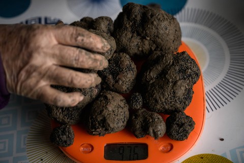 Ilustrasi truffle Foto: Philippe Lopez/AFP