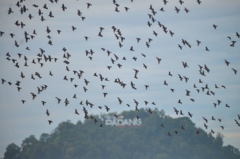 Sejumlah burung Jalak Cina (Sturnus sturninus) terbang bergerombol di Pantai Padang, Sumatera Barat, Jumat (13/1/2023).  Foto: ANTARA FOTO/Iggoy el Fitra