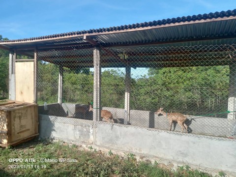 Keterangan foto:3 ekor Rusa Timor yang ada di dalam kandang penangkaran Kelompok Mesi Roa.