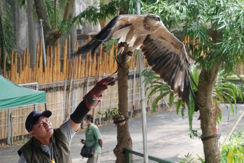 Pertunjukan atraksi burung di Jakarta Bird Land, Ancol, Jakarta Utara pada Rabu (18/1/2023). Foto: Iqbal Firdaus/kumparan