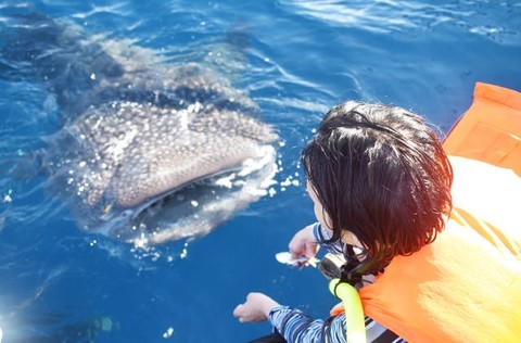 Pengunjung saat memberi makan Hiu Paus di Nabire. Foto: Liza Indriyani/BumiPapua