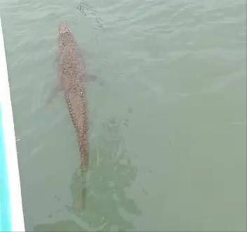 Buaya kembali muncul di perairan Teluk Lampung. | Foto: ist