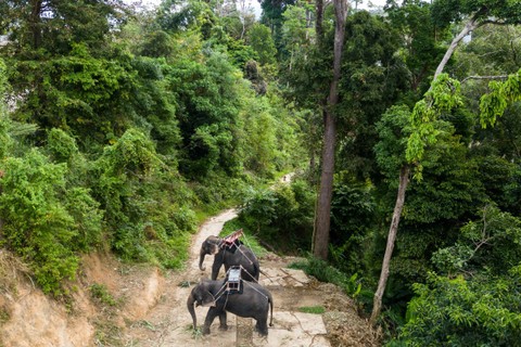 Dua gajah dirantai di jalur hutan saat mereka menunggu wisatawan di taman hutan menjelang Tahun Baru Imlek di Phuket, Thailand, Sabtu (21/1/2023). Foto: Jorge Silva/REUTERS