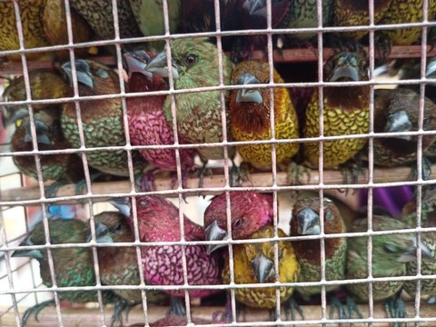 Burung pipit yang dijual oleh para pedagang. Tradisi melepaskan burung pipit saat perayaan tahun baru Imlek dipercaya masyarakat keturunan Tionghoa dapat mendatangkan karma baik. | Foto : Galih Prihantoro/ Lampung Geh