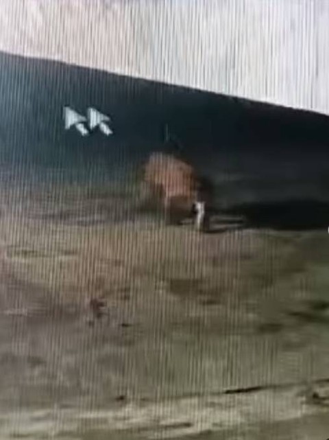 Harimau yang memasuki pemukiman padat penduduk di Kampung Suak Lanjut, Kabupaten Siak. Foto: Instagram/@bbksda_riau