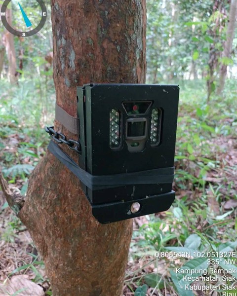 Petugas berupaya menangkap harimau yang memasuki pemukiman padat penduduk di Kampung Suak Lanjut, Kabupaten Siak. Foto: Instagram/@bbksda_riau