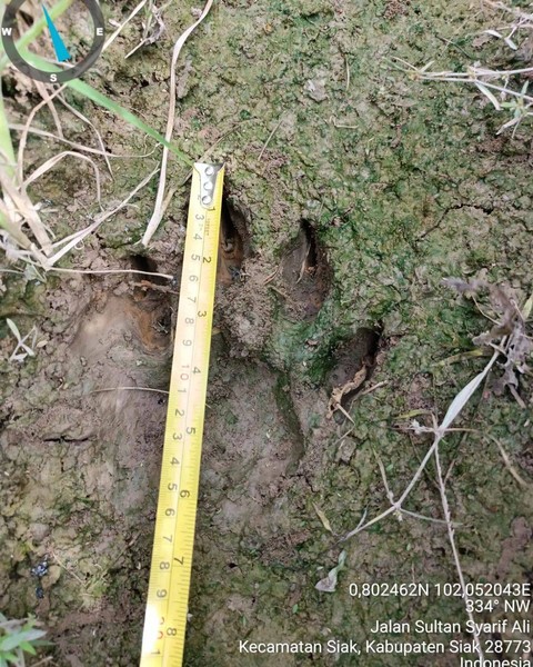 Jejak harimau yang memasuki pemukiman padat penduduk di Kampung Suak Lanjut, Kabupaten Siak. Foto: Instagram/@bbksda_riau