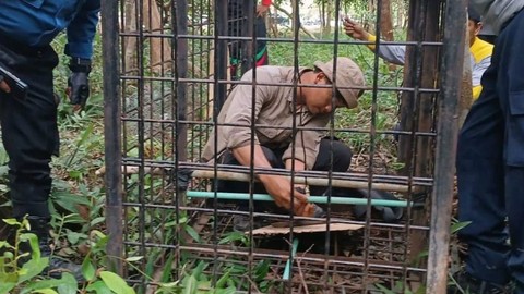 Petugas berupaya menangkap harimau yang memasuki pemukiman padat penduduk di Kampung Suak Lanjut, Kabupaten Siak. Foto: Instagram/@bbksda_riau