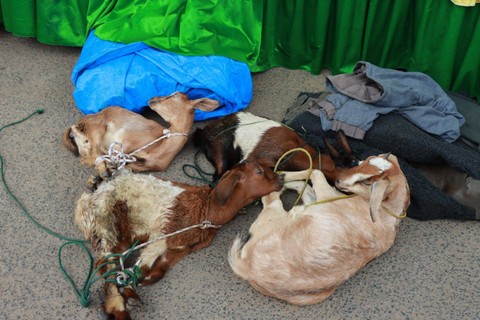 Hewan ternak jenis Kambing hasil aksi pencurian dengan kekerasan. Foto: Polres Lampung Utara