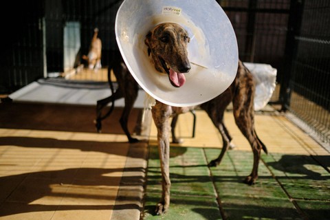 Seekor anjing greyhound yang direhabilitasi oleh dokter hewan, berdiri di Yayasan Benjamin Mehnert (BMF) di Utrera, dekat Seville, Spanyol. Foto: Nacho Doce/REUTERS