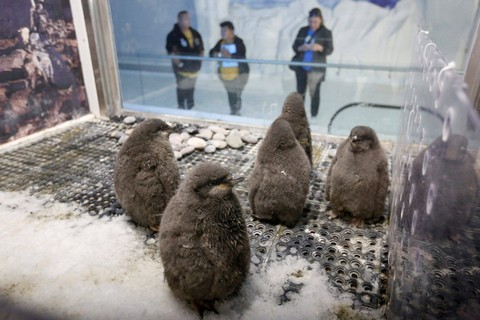Anak penguin Adelie duduk di kandangnya di Kebun Binatang Guadalajara, di Guadalajara, Meksiko. Foto: Fernando Carranza/REUTERS