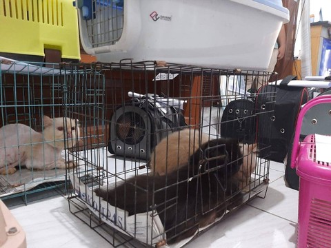 Foto-foto: Amanah Nur Asiah/Basra