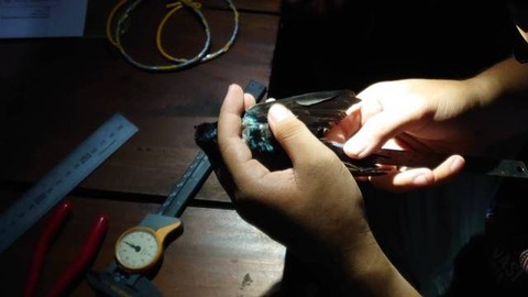 Proses pencincinan burung layang-layang asia di Yogyakarta oleh PPBJ. Foto: Widi RH Pradana