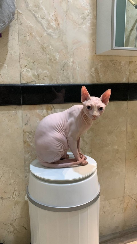 Serba-serbi Merawat Kucing Sphynix, Si Anggun yang Manja dan Senang Berteman (2)