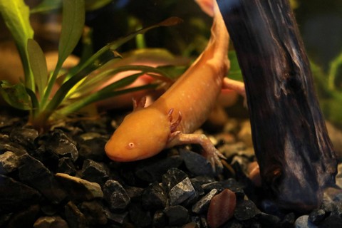 Seekor axolotl berenang di akuarium Museum Axolotl baru dan Pusat Konservasi Amfibi di Kebun Binatang Chapultepec, Mexico City, Meksiko. Foto: Henry Romero/REUTERS