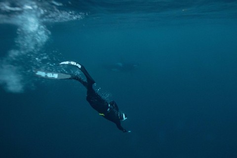 Penyelam bebas Arthur Guerin-Boeri dari Prancis berenang di samping Orca (Paus Pembunuh) di Samudra Arktik di Lingkaran Arktik utara Pulau Spildra, Norwegia, pada 27 Januari 2023. Foto: Olivier Morin/AFP