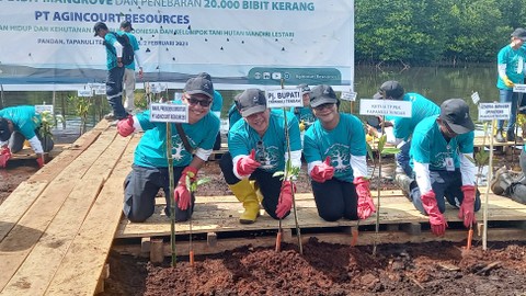 Penanaman 30 ribu mangrove yang digagas PTAR dan Kelompok Tani Hutan Madani Lestari di PantaI Kalangan Tapteng. Foto: Rahmat Utomo/kumparan