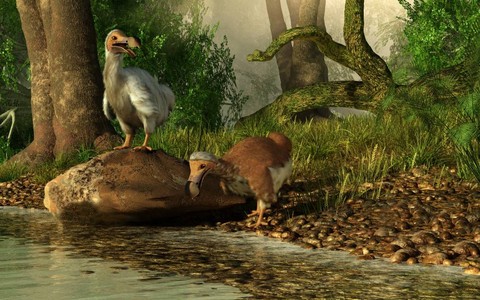 Ilustrasi burung dodo. Foto: Shutter Stock