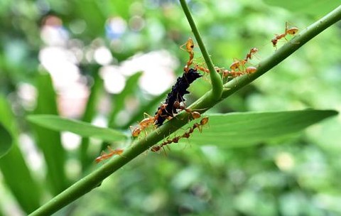 llustrasi manfaat diciptakannya semut bagi kehidupan di dunia. Sumber: www.unsplash.com