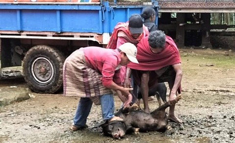 Warga Toraja Utara, Sulawesi Selatan menggelar ritual adat. Foto: Dok. Istimewa