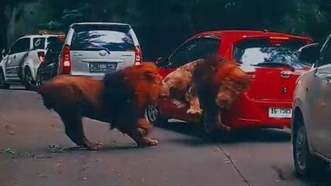 Momen saat singa di Taman Safari tabrak mobil pengunjung. Foto: TikTok/@youkopi107