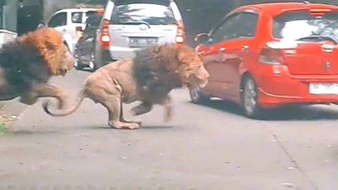 Momen saat singa di Taman Safari tabrak mobil pengunjung. Foto: TikTok/@youkopi107