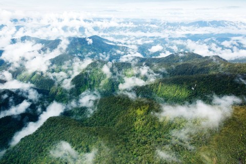 Ilustrasi hutan lebat Papua. Foto: Shutterstock