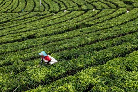 Pekerja memetik daun teh kualitas ekspor di areal perkebunan teh Kaligua PTPN IX, Desa Pandansari, Kecamatan Paguyangan, Kabupaten Brebes, Jawa Tengah, Jumat (17/2/2023). Foto: Aji Styawan/Antara Foto