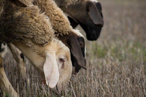 Ilustrasi Binatang yang Tidak Sah untuk Kurban adalah, Foto Pexels Denitsa Kireva