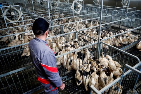 Peternak bebek melihat bebek dalam kandang di sebuah peternakan unggas di Castelnau-Tursan, Prancis, 24 Januari 2023. Foto: Stephane Mahe/REUTERS