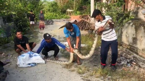 Ular piton sepanjang 5 meter berhasil ditangkap warga Perumahan Mustamindo Permai 3, Kecamatan Tambang, Kabupaten Kampar, Riau, Sabtu (18/2/2023). Foto: Dok. Istimewa