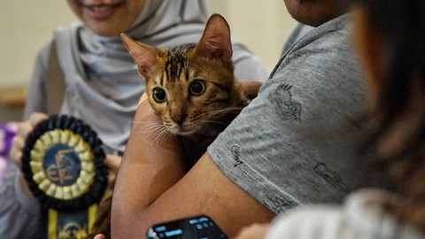Jenis kucing milik seorang pecinta hewan yang berpartisipasi dalam pelaksanaan International Cat Show 2023 yang berlangsung di atrium opi mal Palembang, Minggu (19/2) Foto: abp/Urban Id