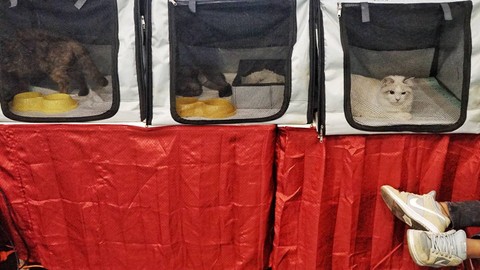Sejumlah kucing bersama pemiliknya yang sedang beristirahat pada pelaksanaan International Cat Show 2023 di atrium mal opi Palembang, Minggu (19/2) Foto: abp/Urban Id