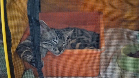 Seekor kucing yang tengah beristirahat di kandangnya pada kegiatan International Cat Show 2023, Minggu (19/2) Foto: abp/Urban Id