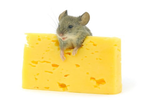 Ilustrasi Tikus dan Keju. Foto: Shutterstock