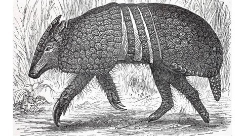 Belum memungkinkan bagi peneliti untuk mengembangkan bakteri penyebab kusta di cawan petri, jadi mereka menggunakan trenggiling atau armadillo untuk mempelajarinya