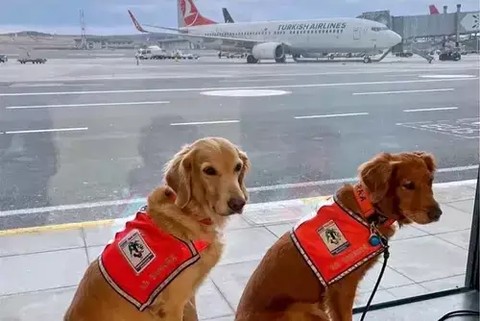 Anjing di first class Turkish Airlines. Foto: Turkish Airlines