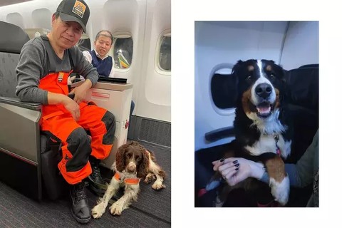 Anjing di first class Turkish Airlines. Foto: Turkish Airlines