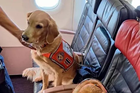 Anjing di first class Turkish Airlines. Foto: Turkish Airlines