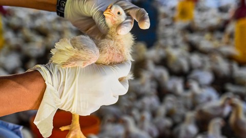 Petugas kesehatan hewan Dinas Peternakan Provinsi Aceh memeriksa kesehatan ayam di kandang milik warga, Desa Peukan Bilue, Kecamatan Darul Kamal, Kabupaten Aceh Besar, Aceh, Kamis (2/3/2023). Foto: CHAIDEER MAHYUDDIN / AFP