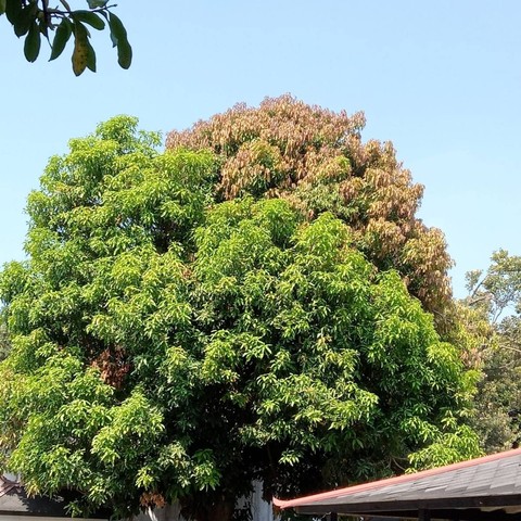Salah satu pohon mangga di Keraton Yogyakarta yang akan didaftarkan sebagai varietas buah asli Kota Yogya. Foto: Pemkot Yogya