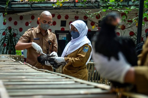 Dokter hewan menyuntikkan vaksin ND+AI inaktif kepada seekor ayam di Kantor Dinas Ketahanan Pangan dan Pertanian (DKPP) Kota Bandung, Jawa Barat, Senin (6/3/2023).  Foto: Raisan Al Farisi/ANTARA FOTO