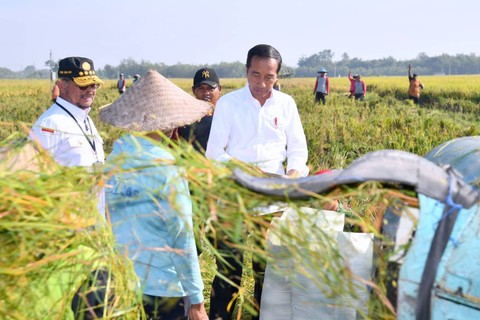 Presiden Joko Widodo meninjau panen raya padi dalam kunjungan kerjanya di Ngawi, Jawa Timur, Sabtu (11/3/2023).  Foto: Biro Pers Sekretariat Presiden