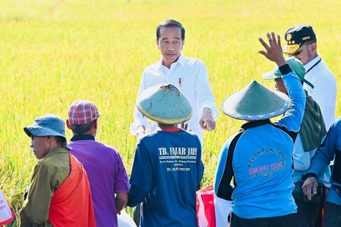 Presiden Joko Widodo meninjau panen raya padi dalam kunjungan kerjanya di Ngawi, Jawa Timur, Sabtu (11/3/2023).  Foto: Biro Pers Sekretariat Presiden