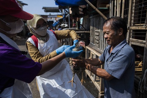 Warga memberikan ayam dagangannya untuk diperiksa oleh dokter hewan prihal pemeriksaan virus Avian Influenza guna memastikan kesehatan ayam jelang bulan suci Ramadhan di Bogor, Jawa Barat pada 13 Maret 2023. Foto: Aditya Aji/AFP