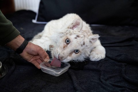 Seekor anak harimau putih yang ditinggalkan di luar Taman Zoologi Attica dan diyakini sebagai korban perdagangan satwa liar, meminum air di rumah sakit kebun binatang, di Athena, Yunani, Jumat (17/3/2023). Foto: Stelios Misinas/REUTERS