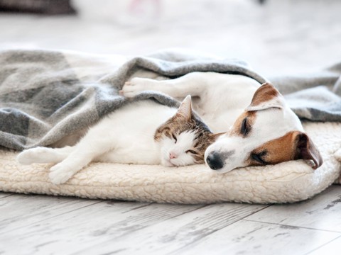Ilustrasi kucing dan anjing tidur bersama. Foto: Shutterstock
